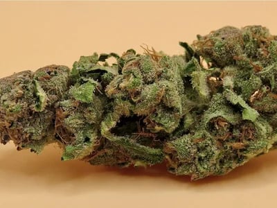 CBD Blüten Bestellen – Sichern Sie sich die besten Blüten zu unschlagbaren Preisen